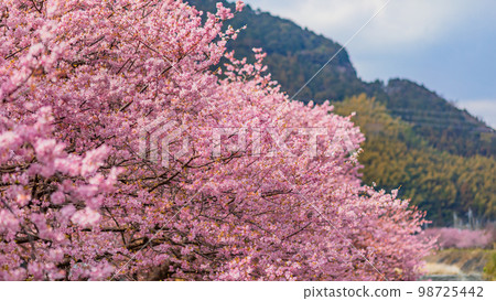 [靜岡縣]河津川沿岸的春天景色/河津櫻花盛開/三月 98725442