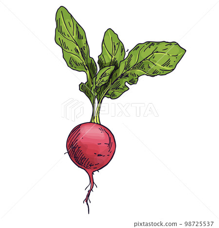 Radish isolated on white background. Vector sketch Radish isolated on white background. Vector sketch 98725537