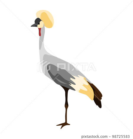Gray crowned crane vector illustration. Isolated. 98725583