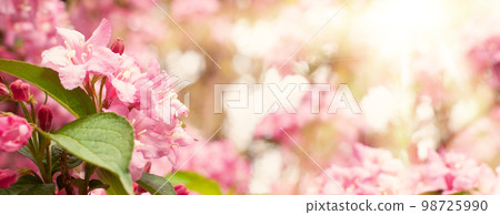 Romantic japanese soft pink natural sakura flowers outdoors. Romantic japanese soft pink natural sakura flowers outdoors. 98725990