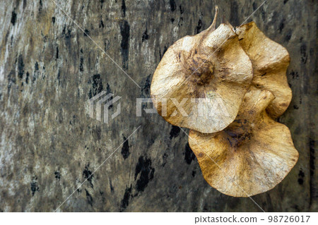 Pterocarpus macrocarpus seeds on wood background nature tree Pterocarpus macrocarpus seeds on wood background nature tree 98726017
