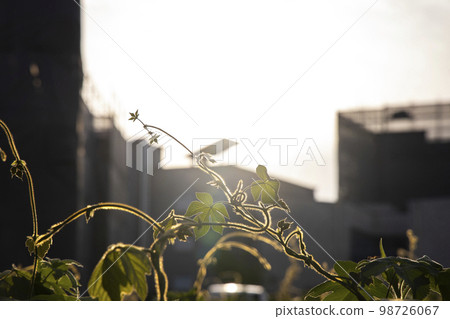 sunshine and vines sunshine and vines 98726067