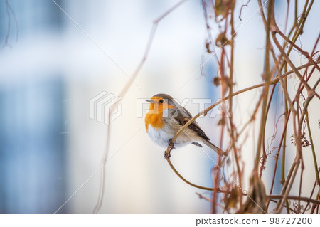 Cute bird the European Robin, Erithacus rubecula. sitting on the tree branch in winter. 98727200