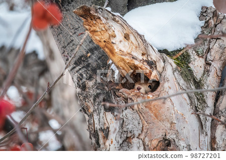 The squirrel sticks its head out of a hole in tree 98727201
