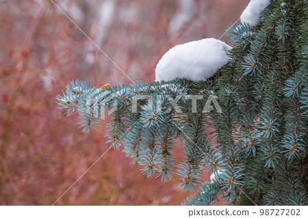 Green fir branches in winter covered with snow Green fir branches in winter covered with snow 98727202