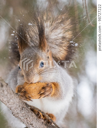 The squirrel with nut sits on tree in the winter or late autumn 98727222