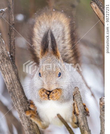 The squirrel with nut sits on tree in the winter or late autumn 98727251