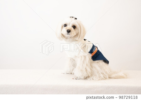 White back and sitting malpu White back and sitting malpu 98729118