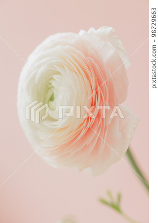 delicate buttercup flower on pink background. gift card, bouquet for international women's day delicate buttercup flower on pink background. gift card, bouquet for international women's day 98729663
