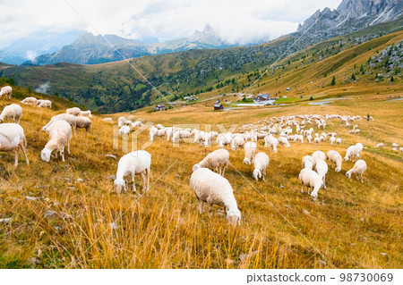 Sheeps eat grass at sunset in a meadow with Alps mountains on the background.  98730069