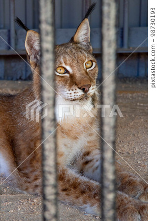 Beautiful portrait of a lynx looking into the distance. Beautiful portrait of a lynx looking into the distance. 98730193