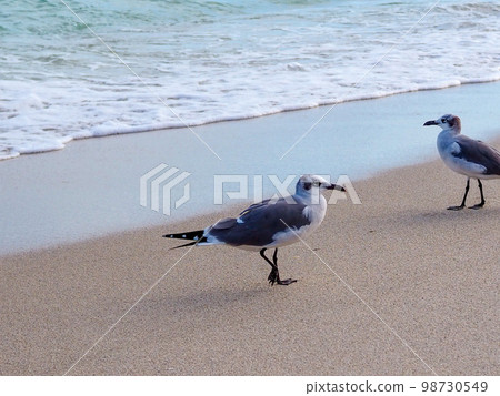 走在海灘的兩隻海鷗 走在海灘的兩隻海鷗 98730549