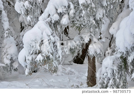 冬季雪松覆蓋著雪的絕妙景色 98730573
