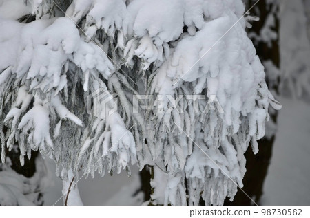 冬季雪松覆蓋著雪的絕妙景色 冬季雪松覆蓋著雪的絕妙景色 98730582