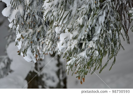 冬季雪松覆蓋著雪的絕妙景色 98730593