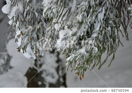 Superb view in the middle of winter Cedar covered with snow 98730594