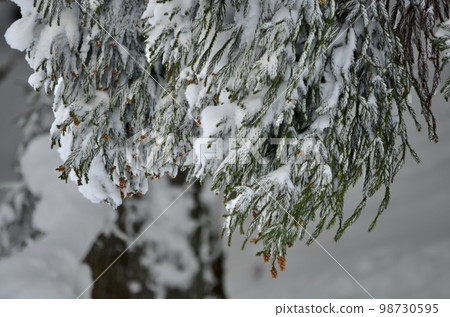 冬季雪松覆蓋著雪的絕妙景色 98730595