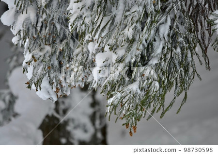 Superb view in the middle of winter Cedar covered with snow Superb view in the middle of winter Cedar covered with snow 98730598