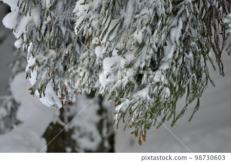 Superb view in the middle of winter Cedar covered with snow 98730603