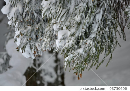 Superb view in the middle of winter Cedar covered with snow Superb view in the middle of winter Cedar covered with snow 98730606