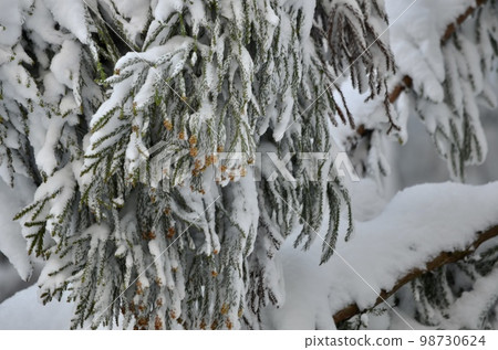 冬季雪松覆蓋著雪的絕妙景色 冬季雪松覆蓋著雪的絕妙景色 98730624