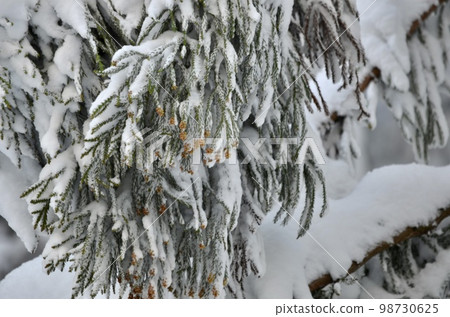 冬季雪松覆蓋著雪的絕妙景色 98730625