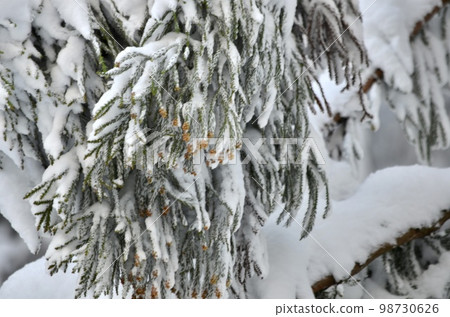 冬季雪松覆蓋著雪的絕妙景色 冬季雪松覆蓋著雪的絕妙景色 98730626