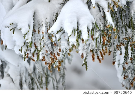 冬季雪松覆蓋著雪的絕妙景色 98730640
