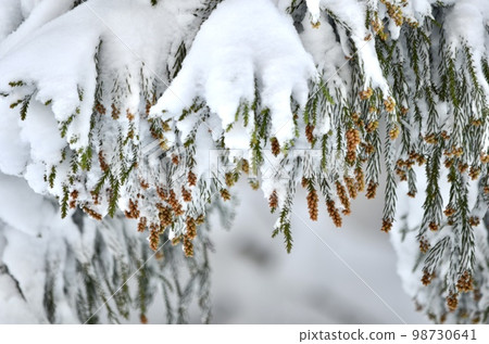 冬季雪松覆蓋著雪的絕妙景色 冬季雪松覆蓋著雪的絕妙景色 98730641