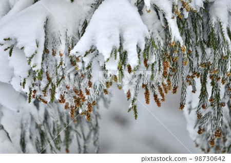 冬季雪松覆蓋著雪的絕妙景色 冬季雪松覆蓋著雪的絕妙景色 98730642