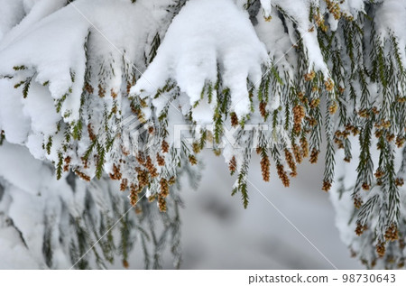 冬季雪松覆蓋著雪的絕妙景色 冬季雪松覆蓋著雪的絕妙景色 98730643
