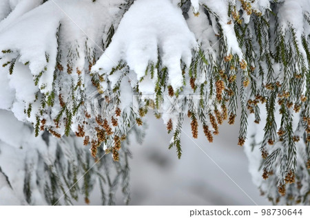 冬季雪松覆蓋著雪的絕妙景色 冬季雪松覆蓋著雪的絕妙景色 98730644