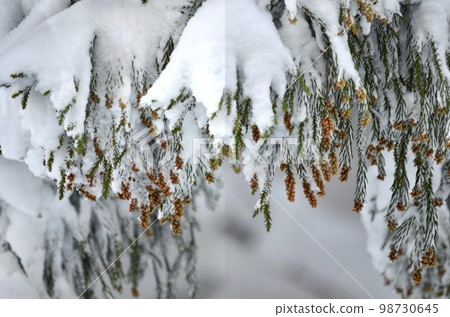 冬季雪松覆蓋著雪的絕妙景色 冬季雪松覆蓋著雪的絕妙景色 98730645