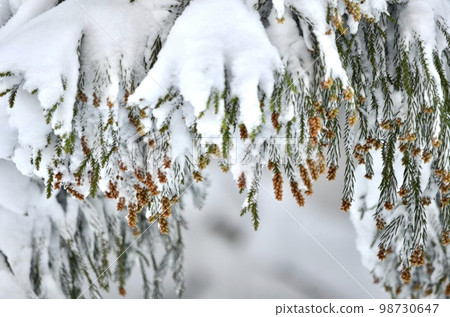 Superb view in the middle of winter Cedar covered with snow Superb view in the middle of winter Cedar covered with snow 98730647