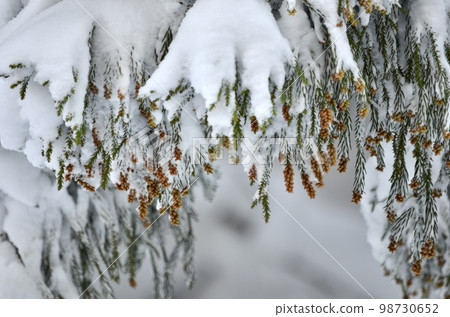 冬季雪松覆蓋著雪的絕妙景色 98730652