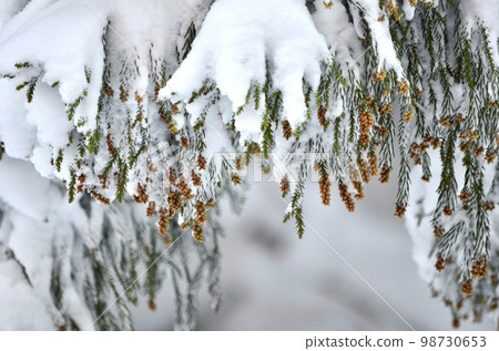 冬季雪松覆蓋著雪的絕妙景色 冬季雪松覆蓋著雪的絕妙景色 98730653