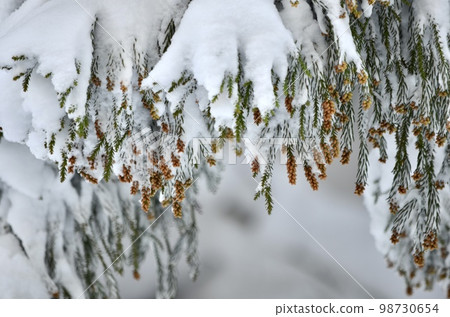 冬季雪松覆蓋著雪的絕妙景色 冬季雪松覆蓋著雪的絕妙景色 98730654