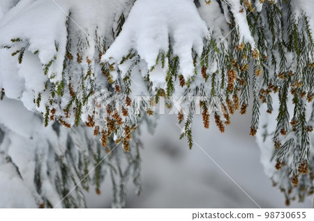 冬季雪松覆蓋著雪的絕妙景色 冬季雪松覆蓋著雪的絕妙景色 98730655