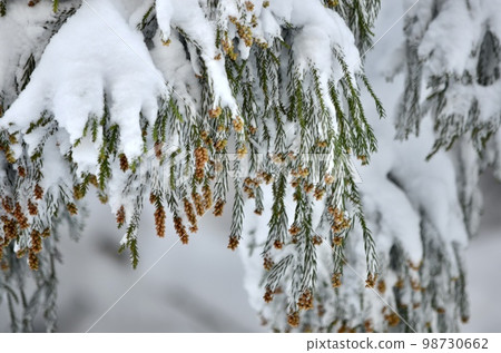 Superb view in the middle of winter Cedar covered with snow Superb view in the middle of winter Cedar covered with snow 98730662
