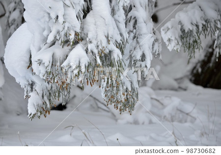 冬季雪松覆蓋著雪的絕妙景色 98730682