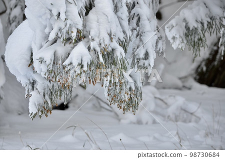 冬季雪松覆蓋著雪的絕妙景色 98730684