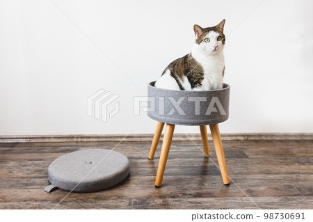 Cute fat domestic cat sits in trendy stool with lid and build-in storage space. Side view, white wall, copy space. Modern mulrifunctiional chair with wooden legs. Round gray linen pouffe 98730691