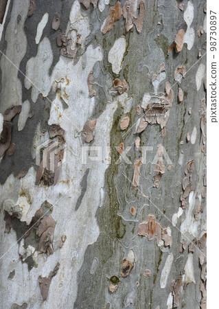 London plane London plane 98730897
