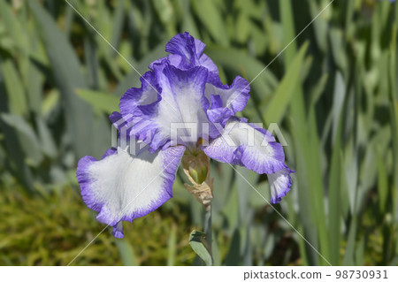 Tall bearded iris Space Odyssey 98730931