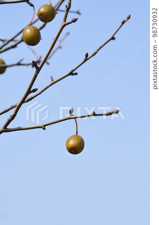 Handkerchief tree Handkerchief tree 98730932