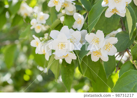 Beautiful white jasmine flowers. Blooming jasmine branch with white flowers Beautiful white jasmine flowers. Blooming jasmine branch with white flowers 98731217