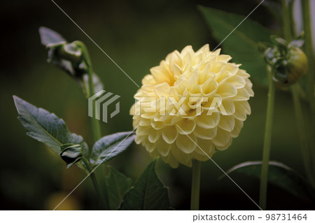 yellow dahlia flower in the fields 98731464