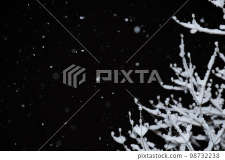Light snow fluttering in the night sky and snow-covered dogwood branches Light snow fluttering in the night sky and snow-covered dogwood branches 98732238