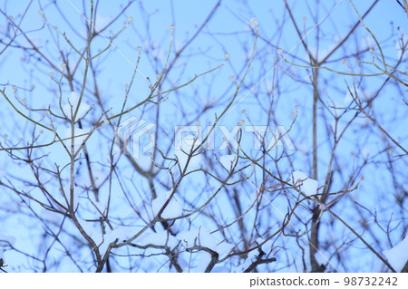 Snowy dogwood branch [empty back] 98732242