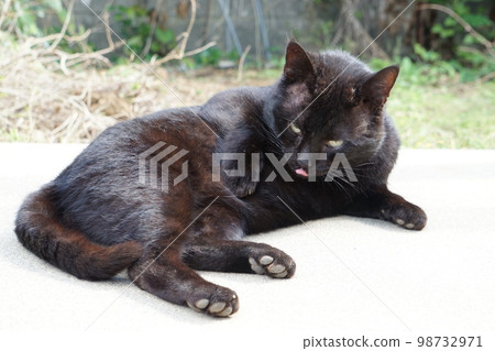 Cat Licking Licking Body 98732971